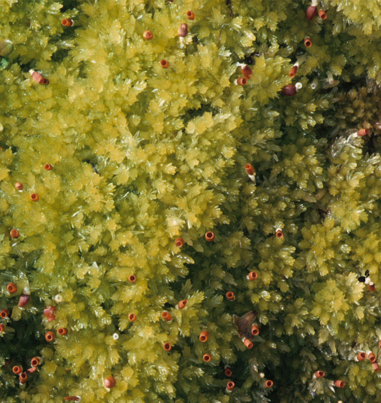 Sphagnum molle